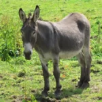 Donkeys: Friendly and Hardworking Companions