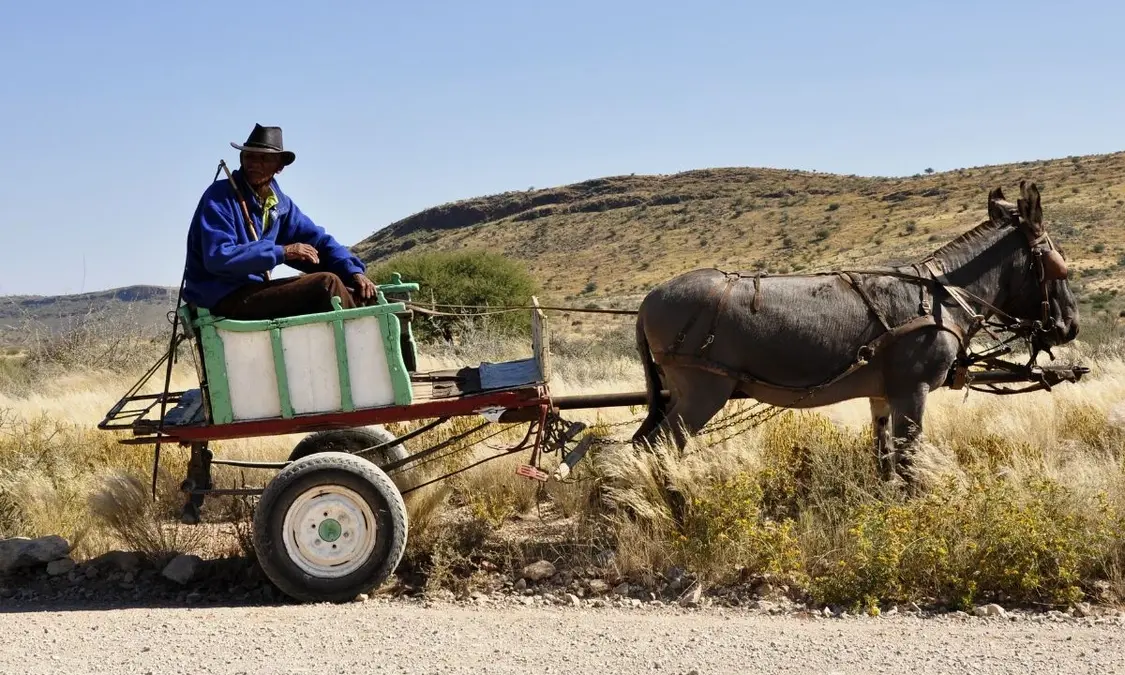 Donkeys: Friendly and Hardworking Companions