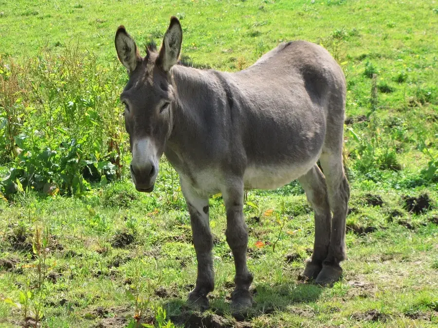 Donkeys: Friendly and Hardworking Companions